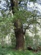 small oak tree